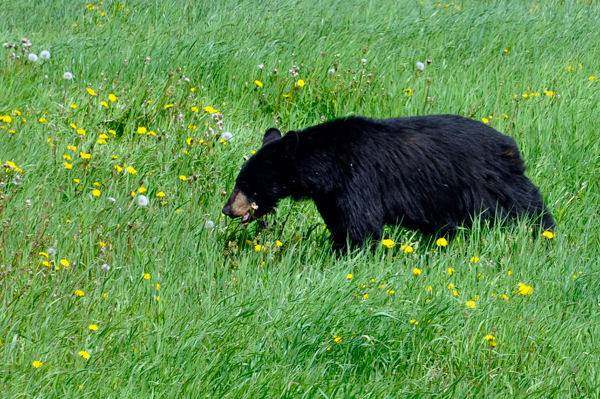 A bear along the road.